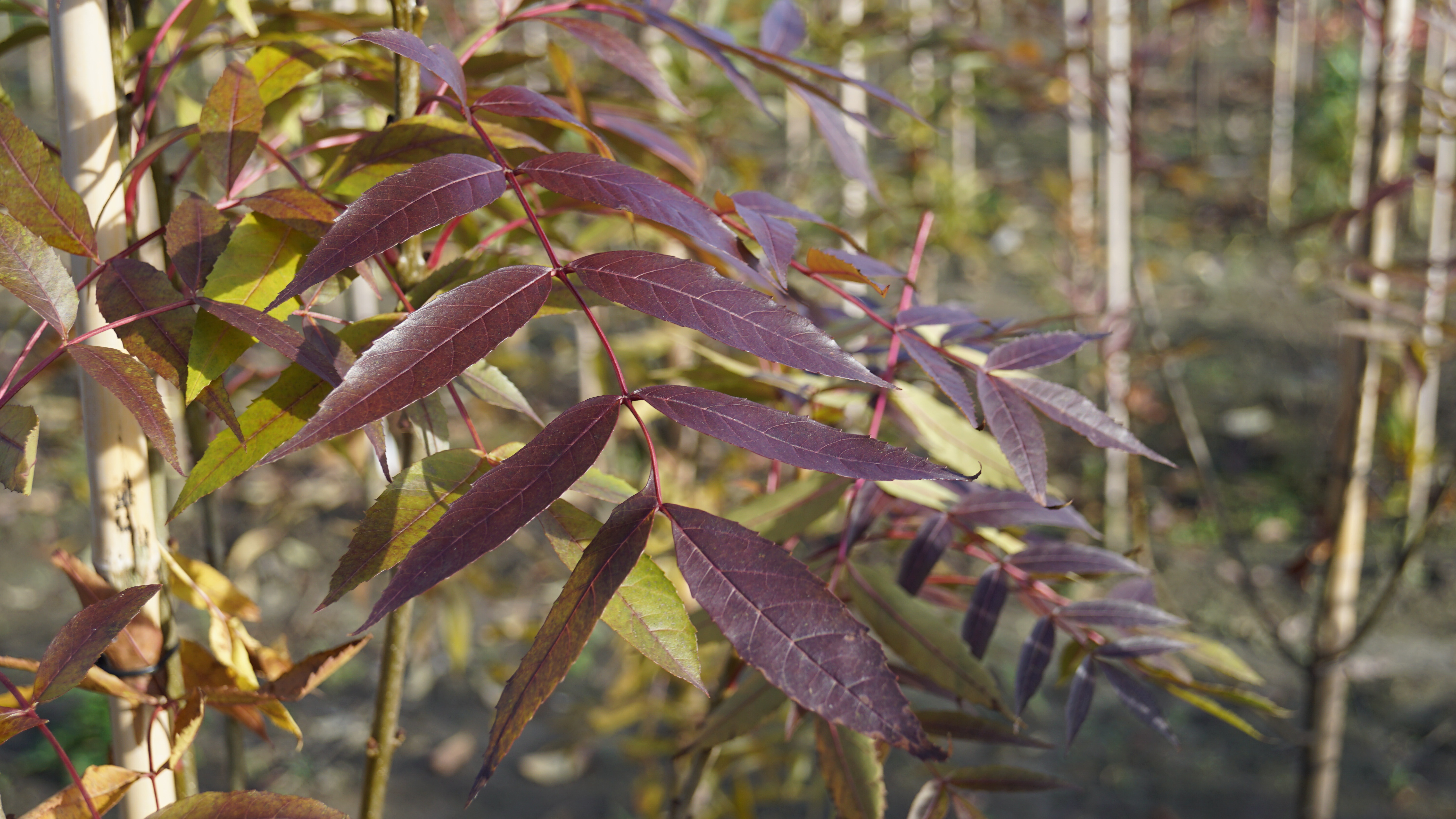Fraxinus angustifolia 'Raywood' (7)